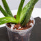 5pcs Orchid Planting Pots Transparent Seedling Garden Flower Pot (no Base) Newly