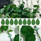 20PC x Plant Fixture Clip Plant Climbing Wall Self-Adhesive Q3R1 A1X2 F3I1