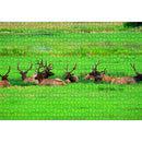 1000pcs DIY Grassland Elk Paper Puzzle Educational Jigsaw Assembling Game T