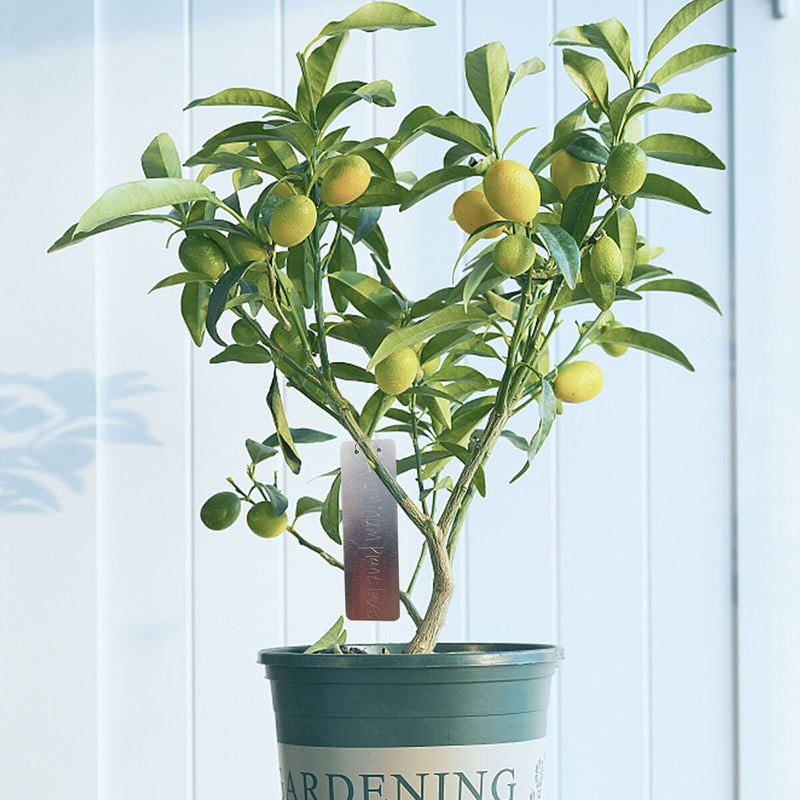 Garden Plants Rectangular Labels-Easy Write with Ballpoint