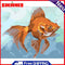 Oil Paint Fish By Numbers Coloring Picture Digital Drawing L378
