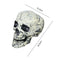 #A Halloween Realistic Skeleton Plastic Hand Bone Ornament Adjustable for Yard L