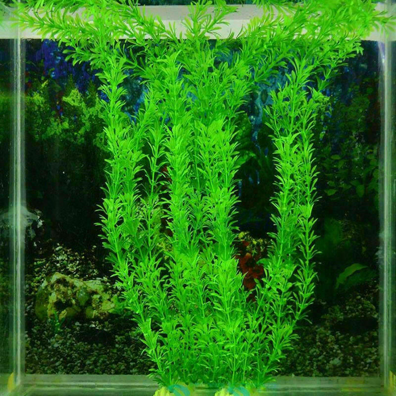 Aquatic plant Live Aquatic Aquarium Tropical Tank Plants C9T7 3 V5Q6 of I9D6