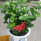 Soil Water Tester Bird Shape Flower Pot Moisture Sensor Farm Meter (Red)