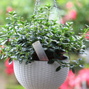 Garden Plants Rectangular Labels-Easy Write with Ballpoint