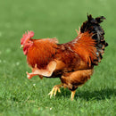 Thumbs Up Chicken Arms Made in Texas Gag Gift Chicken Arms For Chicken HOT I8O1