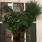 Christmas Rooster Chicken Wreath Green Rooster Wreath for Front Door Wreath DIY