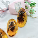 Beautiful Amber Hornet Fossil Insects Manual Polishing B9P8