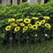 LED Solar Sunflower Shape Light Ground Plug-in Iron Lamp Path Decor (B) Newly