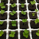 20x Soilless Hydroponic Sponge Planting Gardening Tools Seedling Sponge Basket