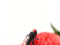 Fruit Fly Toys Prank Props Tricky Toys For Home C8E5 P1B1