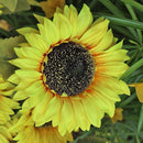 LED Solar Sunflower Shape Light Ground Plug-in Iron Lamp Path Decor (B)