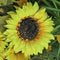 LED Solar Sunflower Shape Light Ground Plug-in Iron Lamp Path Decor (B)