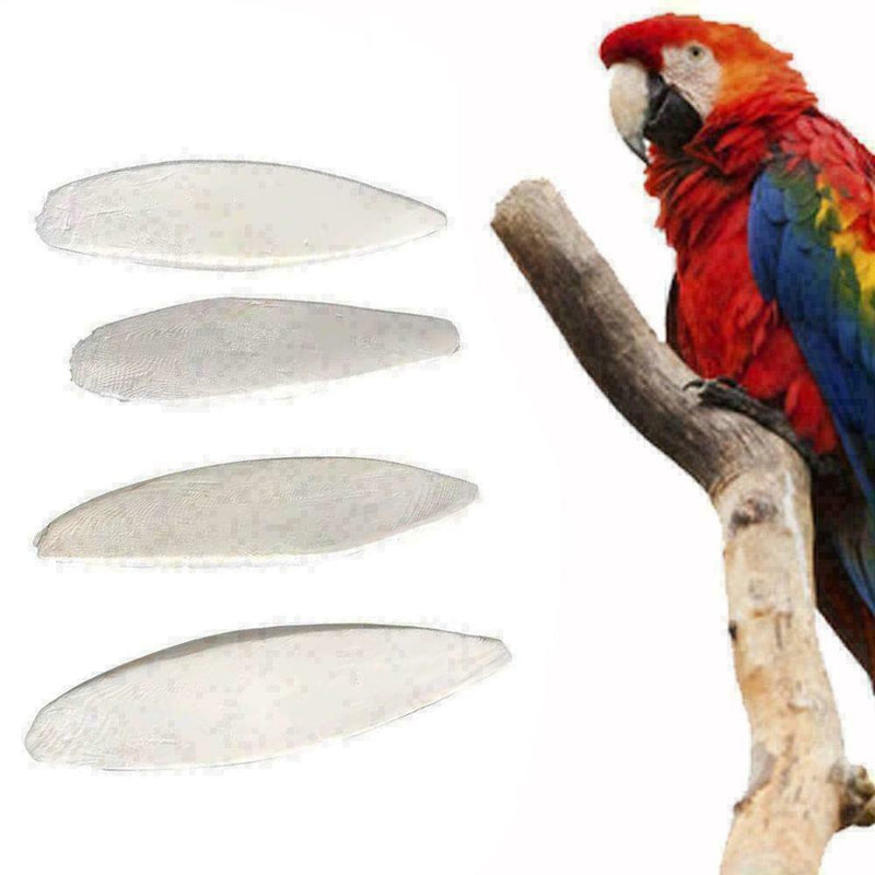 5Pcs/Set Cuttlefish Bone Cuttle Fish Bird Food Calcium HOT R9Y2 F Reptiles C6S1