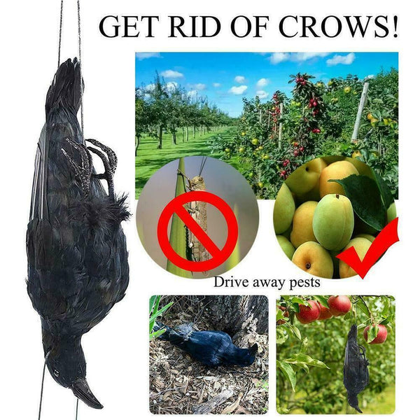 Realistic Hanging Dead Crow Decoy Lifesize Extra Large Feathered Black Cro best
