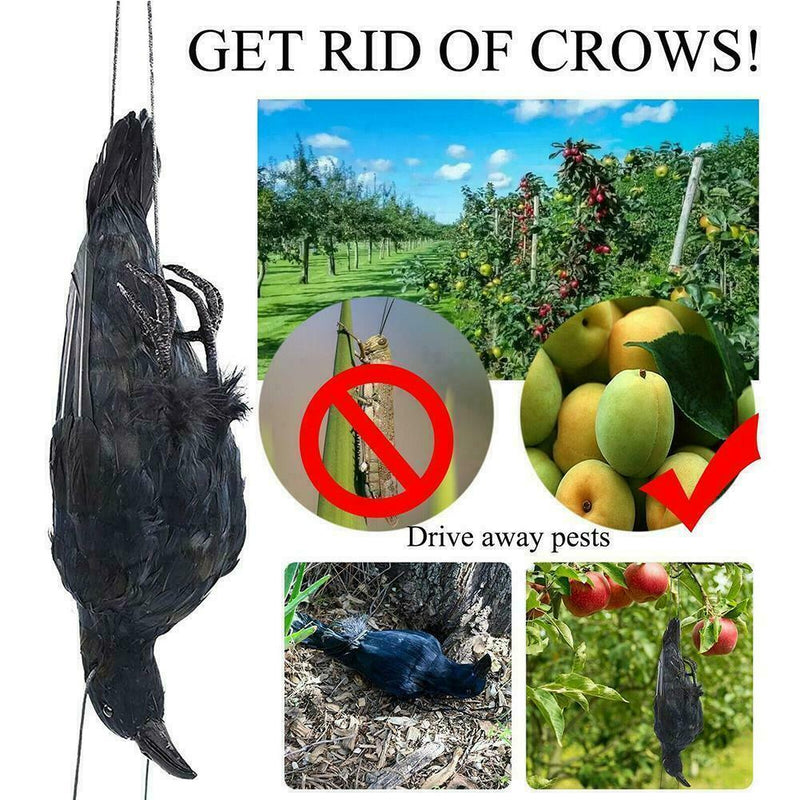 Realistic Hanging Dead Crow Decoy Lifesize Extra Large Feathered Black Cro best