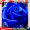 5D Full Drill DIY Blue Rose Diamond Painting Embroidery Round Rhinestones Newly