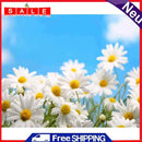 Sky Chrysanthemum Kit Painting By Numbers Oil DIY Hand Painted Canvas Picture