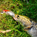 Luminous Fishing Lures 7cm 11g Swimbait Casting Fishing Bait for Freshwater Pike