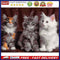 DIY Digital Painting By Numbers Cat Canvas Picture Modern Home Living Room Decor