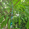 10pcs Bird Repellent Sticks Insect Spiral Reflective Scare Rods Blue Newly