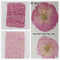 DIY Jewelry Making Decoration Crafts Sakura Pressed Flowers Real Dried Flowers