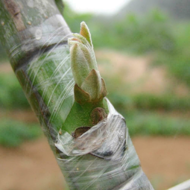 Grafting Tape Stretchable Self-adhesive For Garden 100m Tree 2022 L4F1