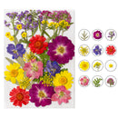 Dried Flower Material Package Real Pressed Dry Plants & Butterfly Stickers