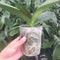 100pcs 5.5cm Nursery Pot/Plastic Nutrition Cup/Plastic Pots Nursery S0T7