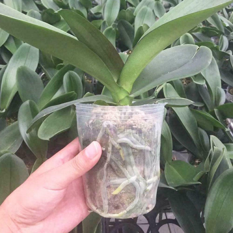 100pcs 5.5cm Nursery Pot/Plastic Nutrition Cup/Plastic Pots Nursery S0T7