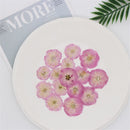 Jewelry Making Multi-purpose Real Dried Flowers Crafts Sakura Pressed Flowers