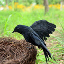 2Pcs Simulation Crow Black Crow Props Feather Birds Home Horror Decor J2Z2