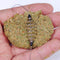 5pcs Carp Fishing Double Hook Bait Feeder Fishing Tackle Barbed Fishing Tools