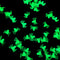 50Pcs Mini Luminous Spiders Scary Props Halloween Decoration Glow In The Dark