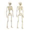 Decoration Outdoor Hanging Poseable Size Human Skeleton Halloween Scary Props