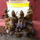 Bee Drinking Fountain Bee Queen Bee Water feeder Equipment Feeding Keeping