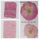 Decoration Multi-purpose DIY Real Dried Flowers Pressed Flowers Sakura Crafts