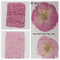 Decoration Multi-purpose DIY Real Dried Flowers Pressed Flowers Sakura Crafts