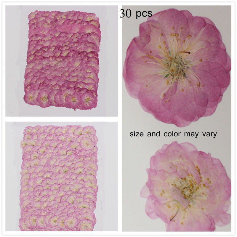Decoration Multi-purpose DIY Real Dried Flowers Pressed Flowers Sakura Crafts