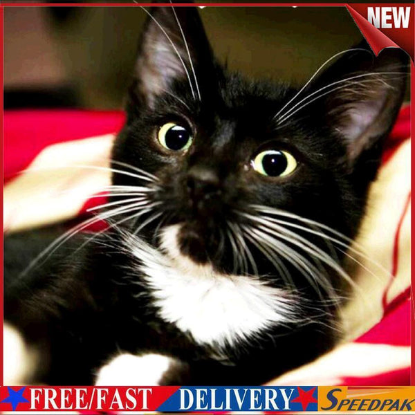 Diamond Painting Long Whisker Black Cat Full Round Wall Picture Kit 30x30cm #F