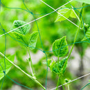 Garden Plants Climbing Netting Nylon Flower Vine Support Rope (1.8x1.8m) Newly