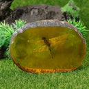 Amber Dragonfly Fossil Insects Manual Polishing True Q7S1 Collection P8J3
