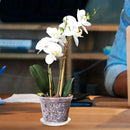 5x Orchid Planting Pots Transparent Seedling Garden Flower Pot (with Base) Newly