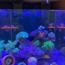 Fish Tank Coral Frag Rack Aquarium Reef with Plugs Suction Holder (Green) Newly