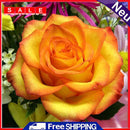 5D Diamond Painting Roses Bloom Full Square Drill Mosaic DIY Rhinestone Arts