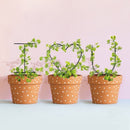 Metal Flower Vegetables Plant Support Fixing Rod Climbing Holder Climbing Frame
