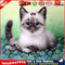5D DIY Round Drill Diamond Painting Cat Cross Stitch Embroidery Mosaic Kit Newly