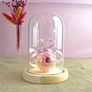 Bottle Terrarium Plants Wooden base Glass cloche Flower Storage box Dust Cover