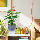 Watering Planter Self Watering Flower Pot Water Storage Basin (15.3cm) Newly