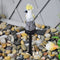 Solar Power LED Parrot Lawn Light Waterproof Garden Landscape Lamp (Yellow)